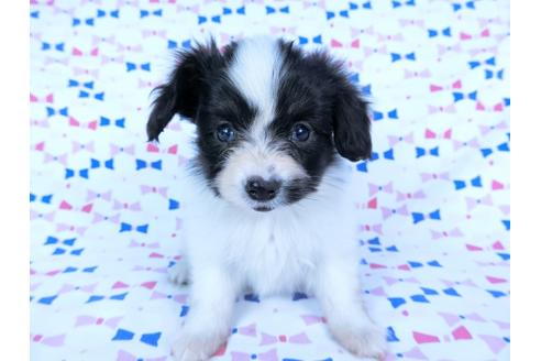 成約済の千葉県のパピヨン-59425の8枚目