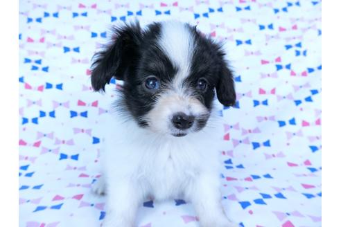 成約済の千葉県のパピヨン-59425の7枚目