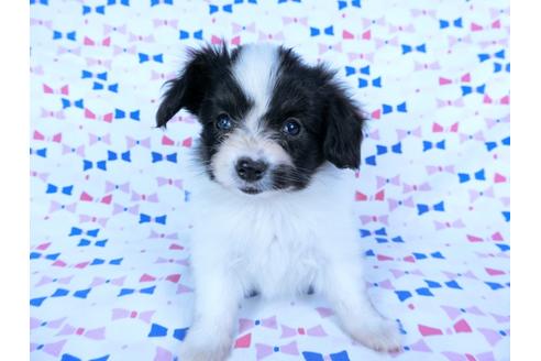 成約済の千葉県のパピヨン-59425の6枚目