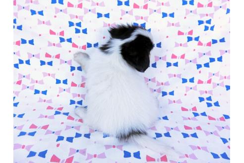 成約済の千葉県のパピヨン-59425の5枚目