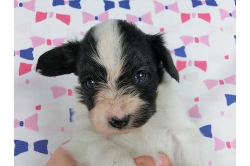 成約済の千葉県のパピヨン-59425の4枚目