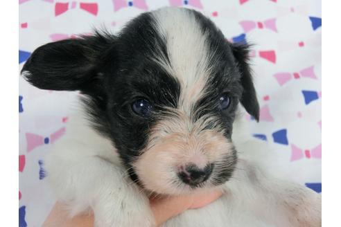 成約済の千葉県のパピヨン-59425の3枚目