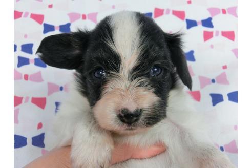 成約済の千葉県のパピヨン-59425の2枚目