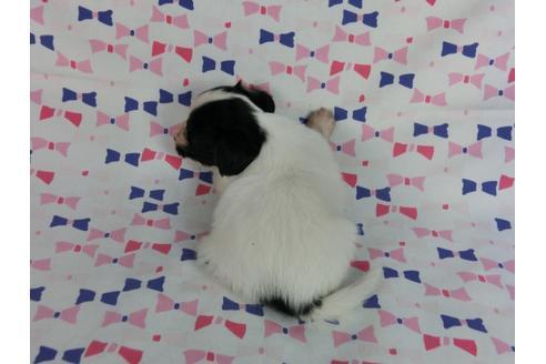 成約済の千葉県のパピヨン-59425の1枚目