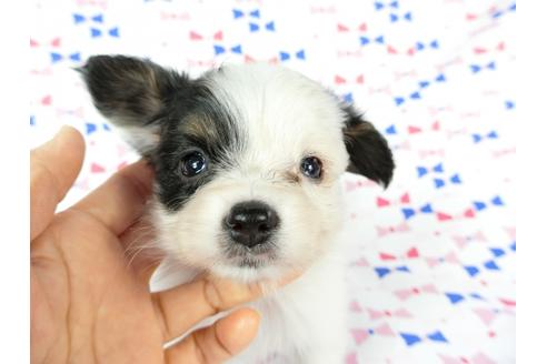 成約済の千葉県のパピヨン-59427の8枚目