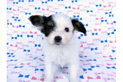 成約済の千葉県のパピヨン-59427の7枚目