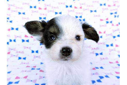 成約済の千葉県のパピヨン-59427の6枚目