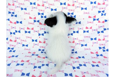 成約済の千葉県のパピヨン-59427の5枚目