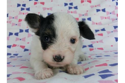 成約済の千葉県のパピヨン-59427の4枚目