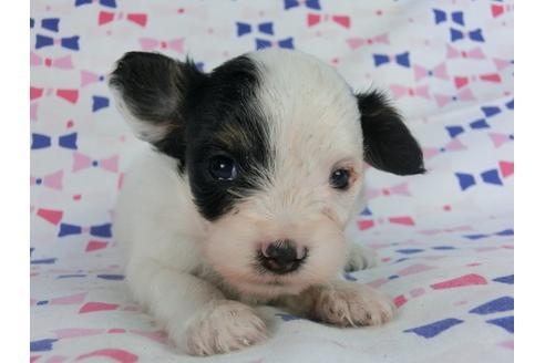 成約済の千葉県のパピヨン-59427の3枚目