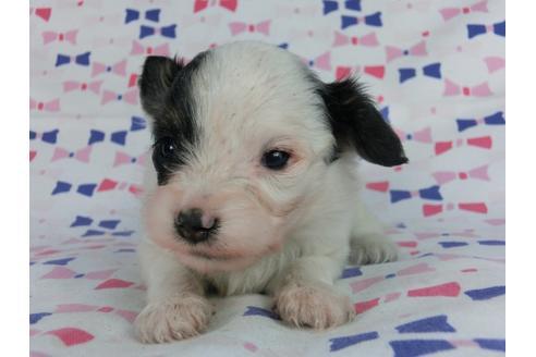 成約済の千葉県のパピヨン-59427の2枚目