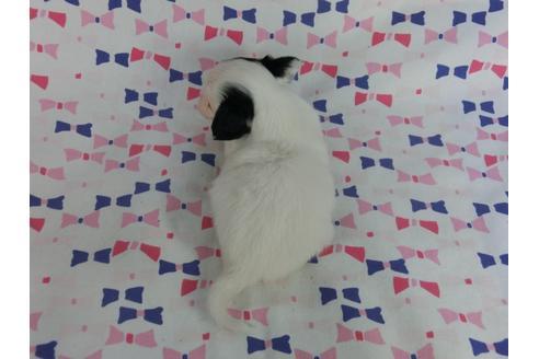 成約済の千葉県のパピヨン-59427の1枚目