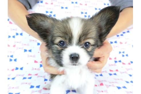 成約済の千葉県のパピヨン-59294の8枚目