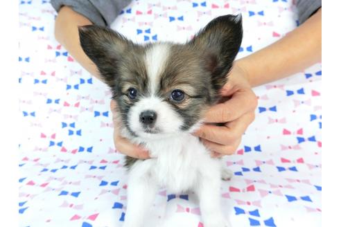 成約済の千葉県のパピヨン-59294の7枚目