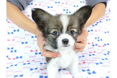 成約済の千葉県のパピヨン-59294の6枚目