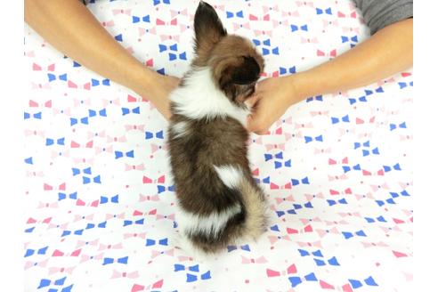 成約済の千葉県のパピヨン-59294の5枚目