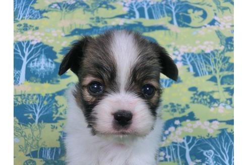 成約済の千葉県のパピヨン-59294の4枚目