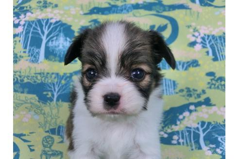 成約済の千葉県のパピヨン-59294の3枚目