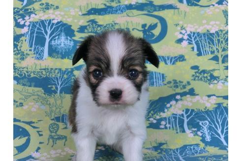 成約済の千葉県のパピヨン-59294の2枚目