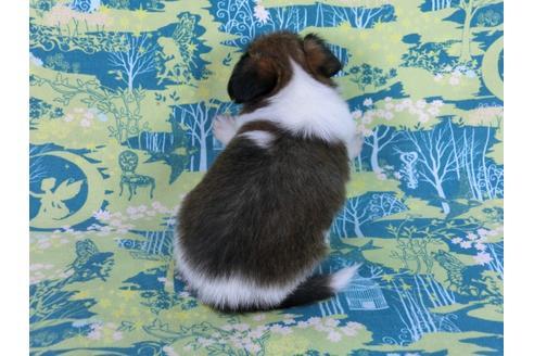 成約済の千葉県のパピヨン-59294の1枚目