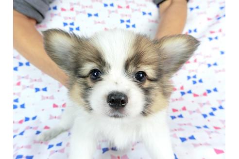 成約済の千葉県のパピヨン-59293の8枚目