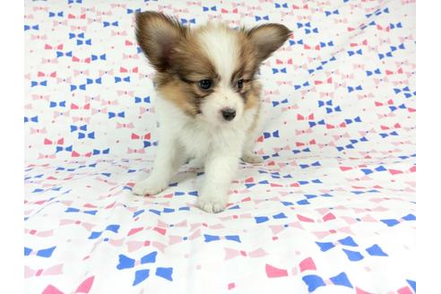 成約済の千葉県のパピヨン-59293の7枚目