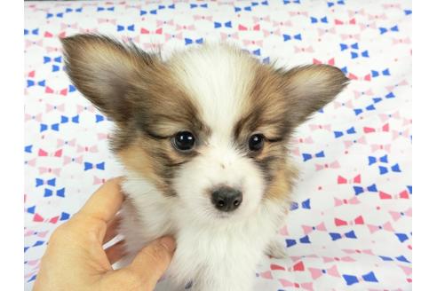 成約済の千葉県のパピヨン-59293の6枚目