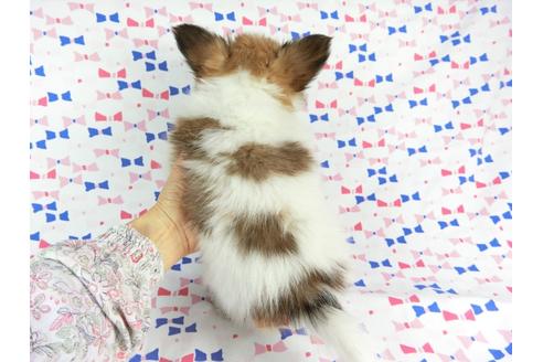 成約済の千葉県のパピヨン-59293の5枚目