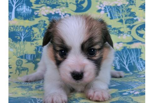 成約済の千葉県のパピヨン-59293の4枚目