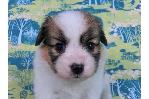 成約済の千葉県のパピヨン-59293の3枚目