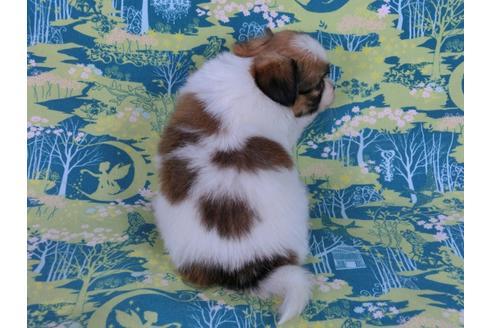 成約済の千葉県のパピヨン-59293の2枚目