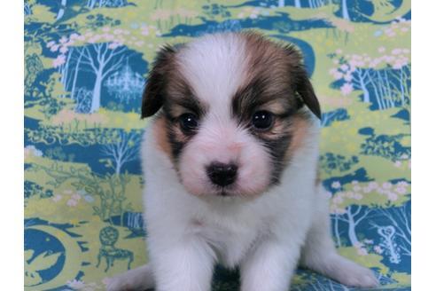 成約済の千葉県のパピヨン-59293の1枚目