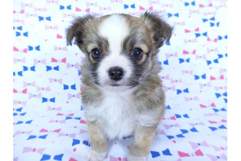 成約済の千葉県のチワワ(ロングコート)-60346の10枚目