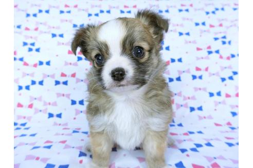 成約済の千葉県のチワワ(ロングコート)-60346の7枚目