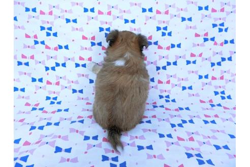 成約済の千葉県のチワワ(ロングコート)-60346の6枚目