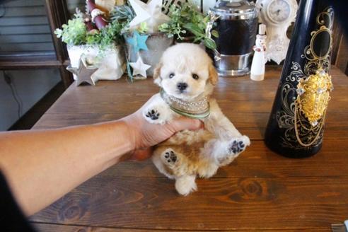 成約済の埼玉県のトイプードル-60397の1枚目