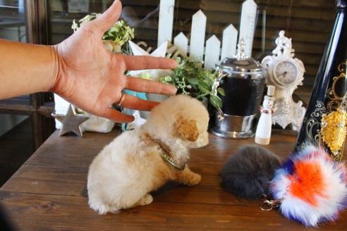 成約済の埼玉県のトイプードル-60397の5枚目