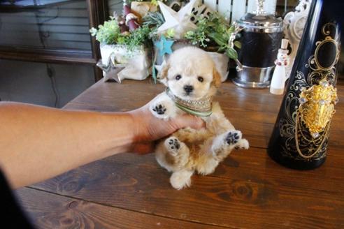 成約済の埼玉県のトイプードル-60397の4枚目