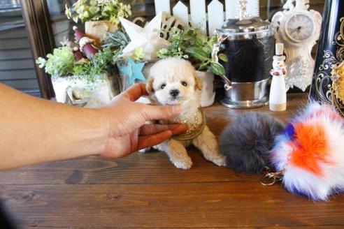 成約済の埼玉県のトイプードル-60397の3枚目