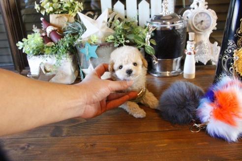 成約済の埼玉県のトイプードル-60397の2枚目