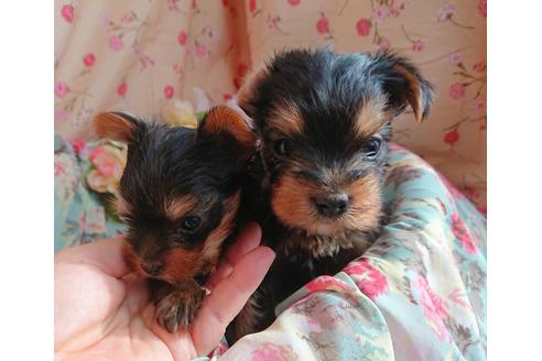 成約済の北海道のヨークシャーテリア-60430の2枚目