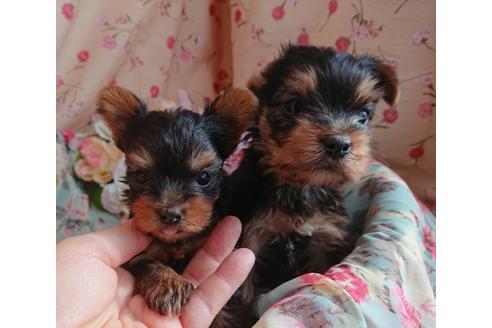 成約済の北海道のヨークシャーテリア-60430の1枚目