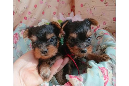 成約済の北海道のヨークシャーテリア-60432の1枚目