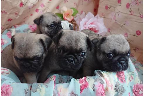 成約済の北海道のパグ-60434の1枚目