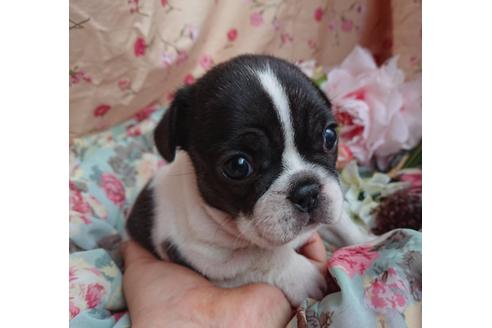 成約済の北海道のフレンチブルドッグ-60437の2枚目