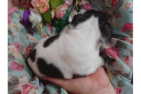 成約済の北海道のフレンチブルドッグ-60437の1枚目