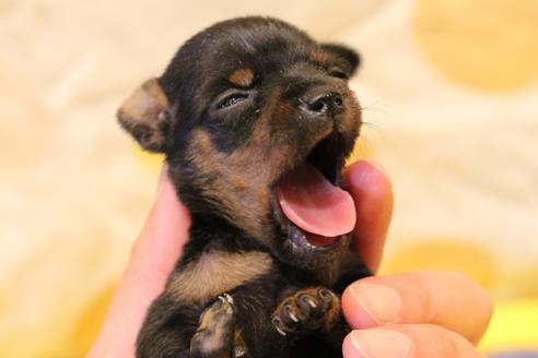 成約済の愛知県のミニチュアピンシャー(ミニピン)-59828の35枚目