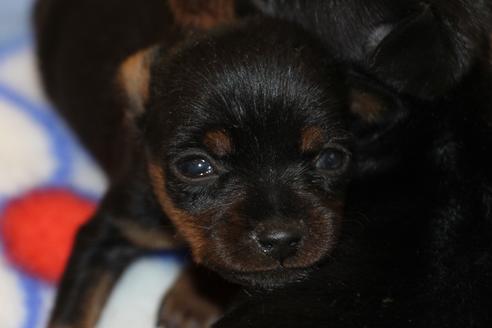 成約済の愛知県のミニチュアピンシャー(ミニピン)-59828の33枚目