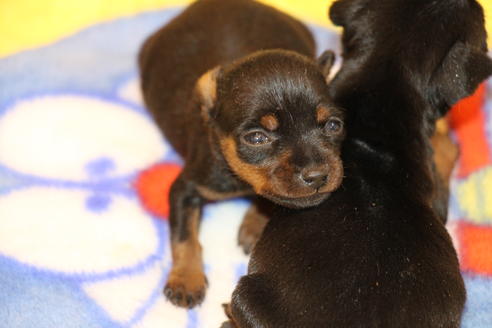 成約済の愛知県のミニチュアピンシャー(ミニピン)-59828の32枚目