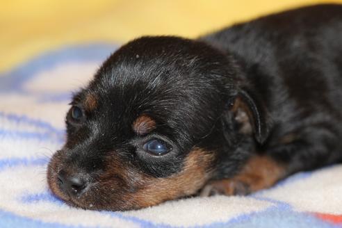 成約済の愛知県のミニチュアピンシャー(ミニピン)-59828の31枚目